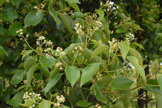 Ravintsara (Cinnamomum camphora) eterinis aliejus