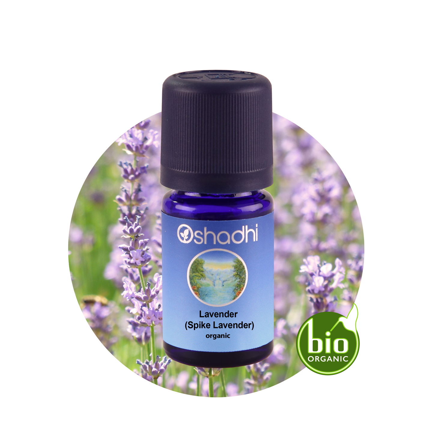 LAVENDER Lavender essential oil Lavandula latifolia